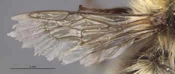 Media type: image;   Entomology 562 Aspect: wing
